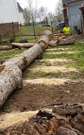 Gomez Tree Service Charlotte NC