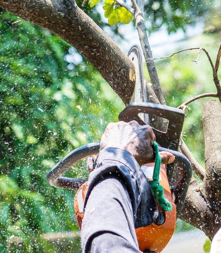 Gomez Tree Service professional arborist