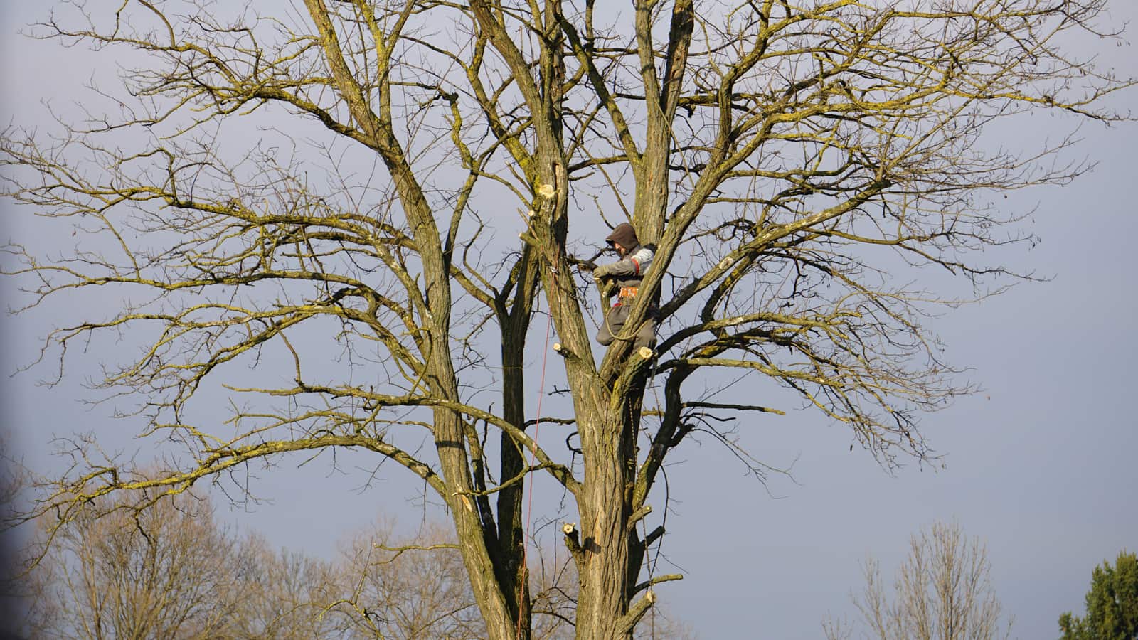 Professional Pruning