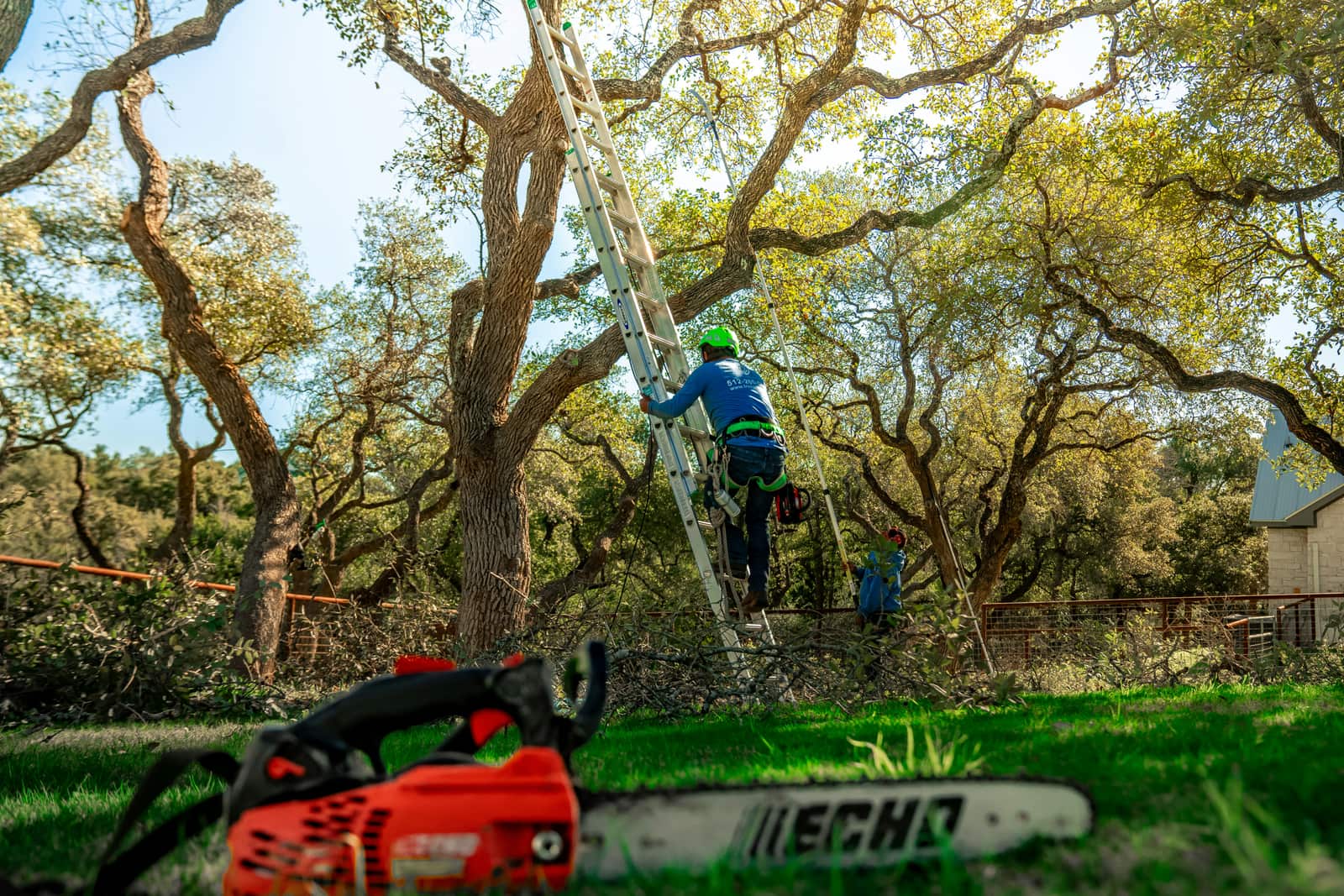 Tree Cutting