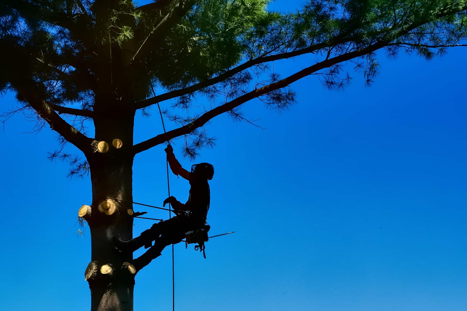 Tree Service