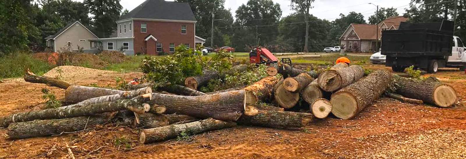 Tree services Charlotte area
